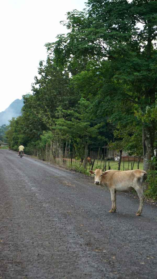 Laos 8