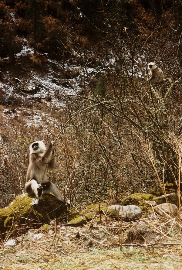 Nepal 8
