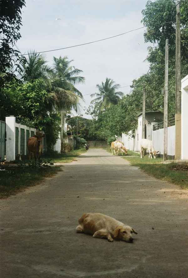 Sri Lanka 13
