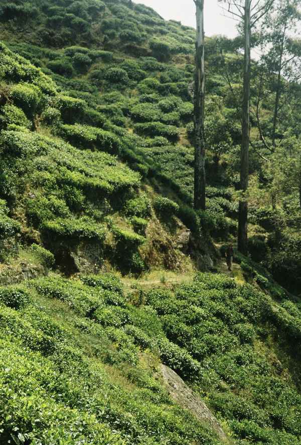 Sri Lanka 3