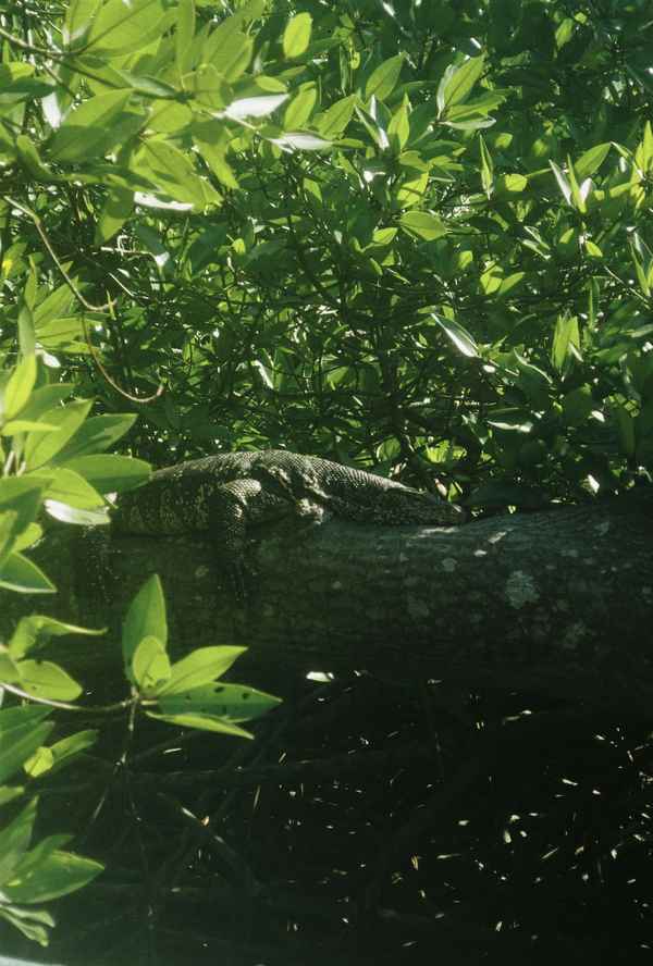 Sri Lanka 6