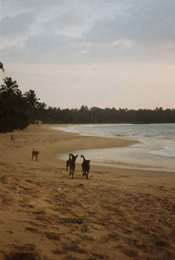 Sri Lanka 7